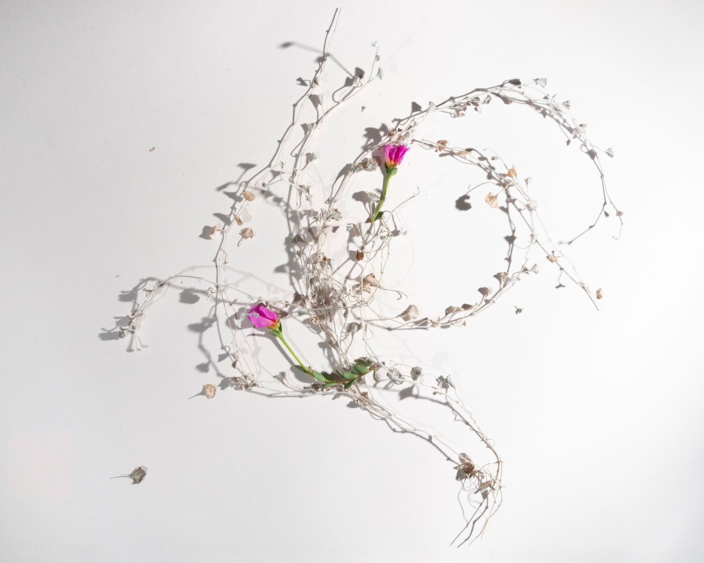 06_Prunings_No_16