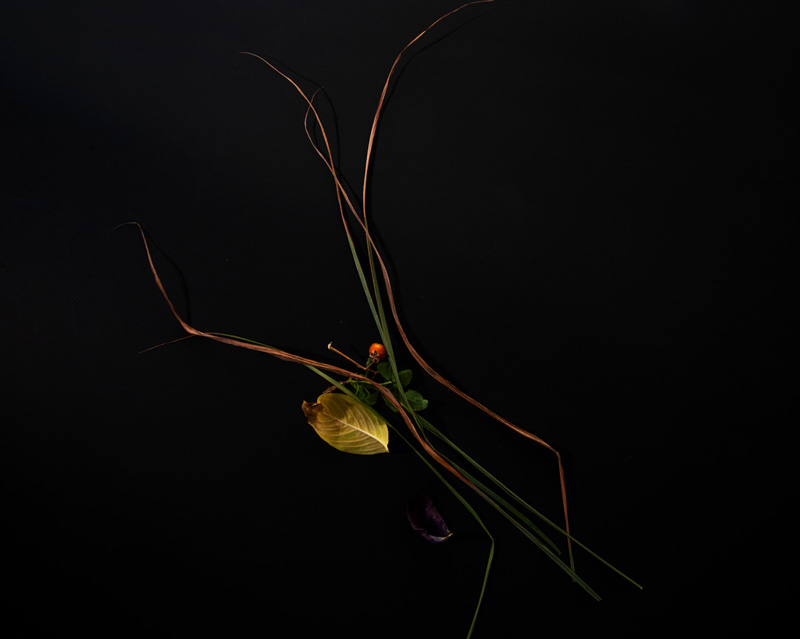 1080_px_w_Prunings_No_01