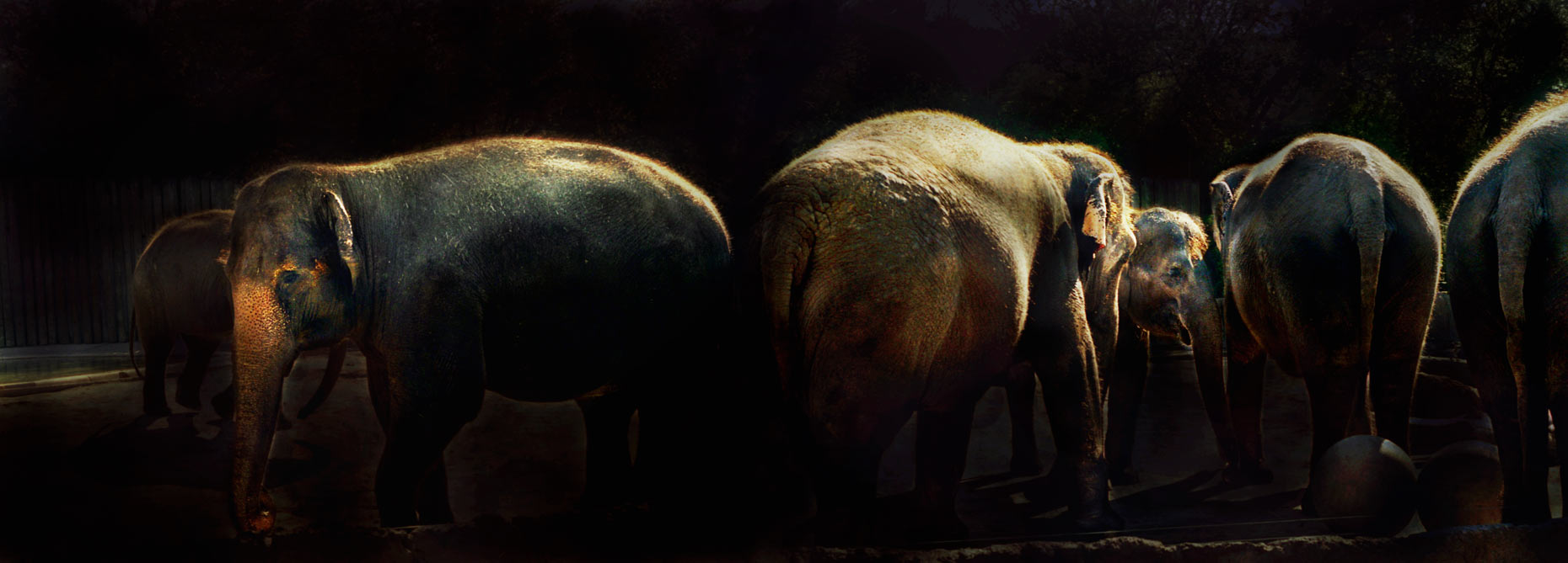 Untitled Elephants 1