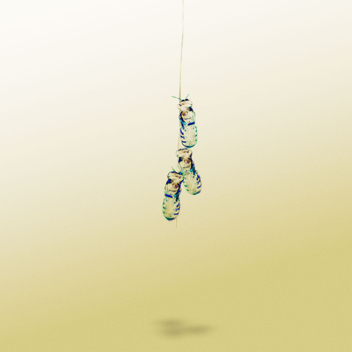 22_No_16_3beesHanging_2016_BETTER