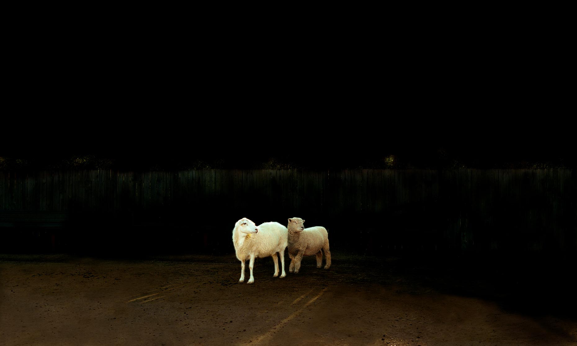 Untitled No. 12